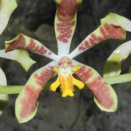 Trichoglottis dawsoniana unspecified picture