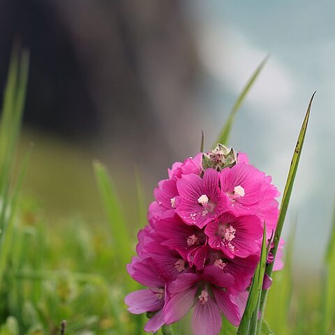 Sidalcea hirsuta unspecified picture