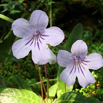 Streptocarpus gardenii unspecified picture