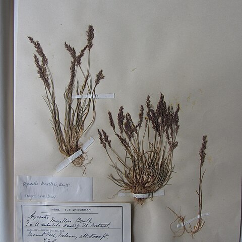 Agrostis muelleriana unspecified picture