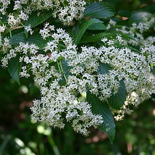 Viburnum sieboldii unspecified picture