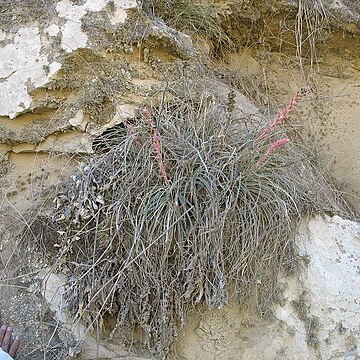 Puya tuberosa unspecified picture