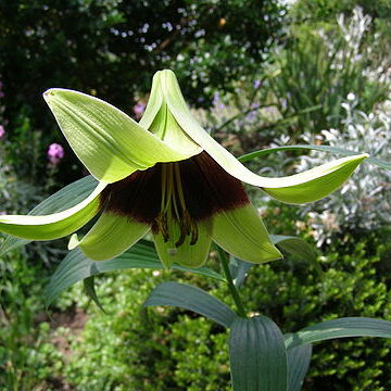 Lilium nepalense unspecified picture