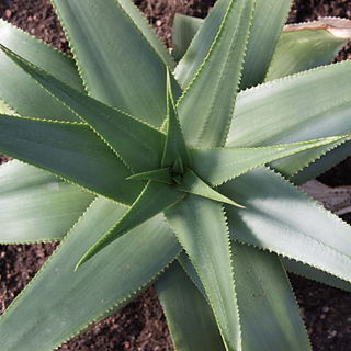 Aloe yemenica unspecified picture