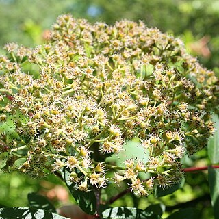 Sorbus wilsoniana unspecified picture