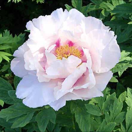 Paeonia rockii unspecified picture