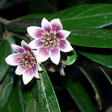 Atherospermataceae unspecified picture