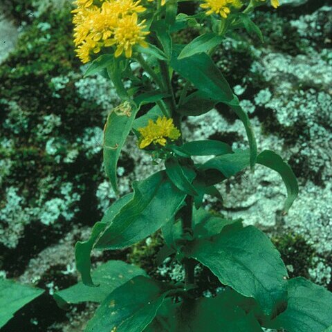 Solidago spithamaea unspecified picture