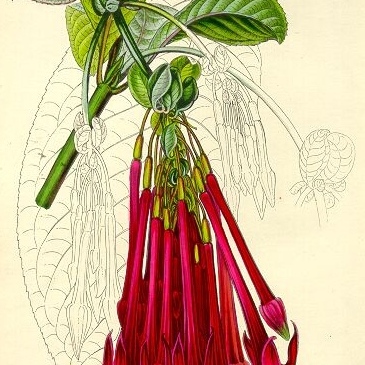 Fuchsia corymbiflora unspecified picture