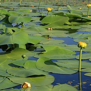 Nuphar variegata unspecified picture