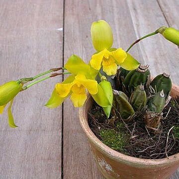 Lycaste macrobulbon unspecified picture