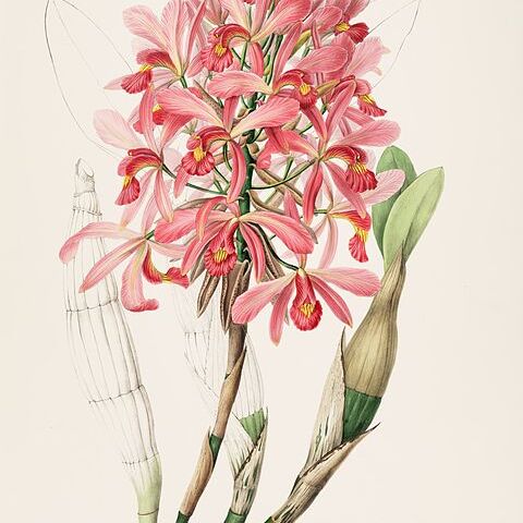 Laelia superbiens unspecified picture