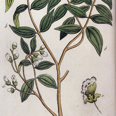 Cinnamomum culilaban unspecified picture