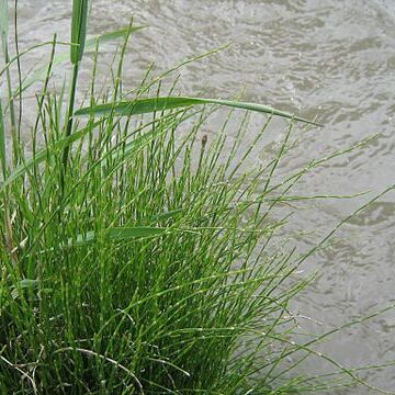 Equisetum bogotense unspecified picture