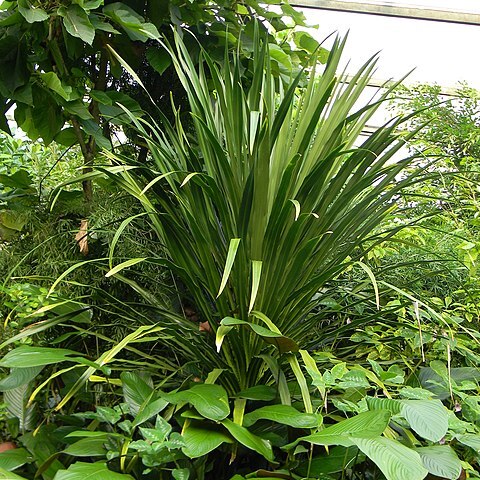 Dracaena umbraculifera unspecified picture