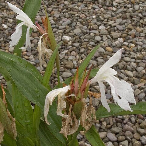 Roscoea x beesiana unspecified picture