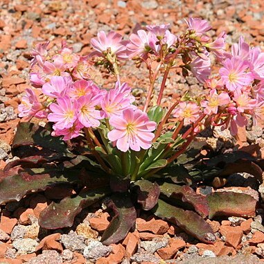 Lewisia unspecified picture