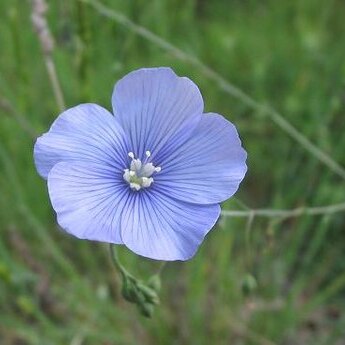 Linum unspecified picture