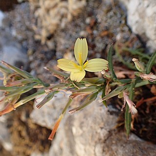 Lactuca alpestris unspecified picture