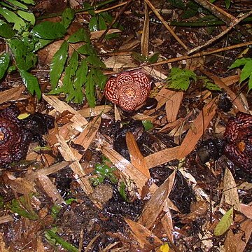 Rafflesia pricei unspecified picture