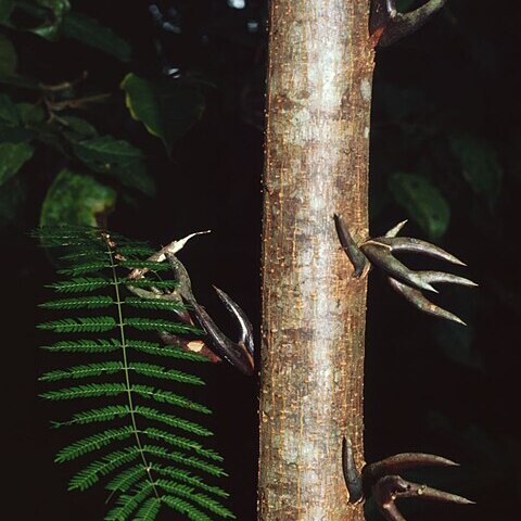 Vachellia allenii unspecified picture