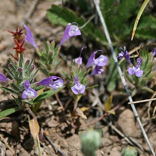 Ziziphora taurica unspecified picture