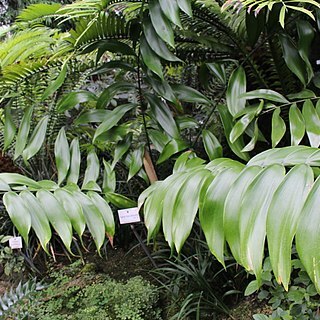 Zamia tuerckheimii unspecified picture