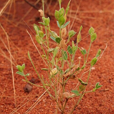 Zornia albiflora unspecified picture