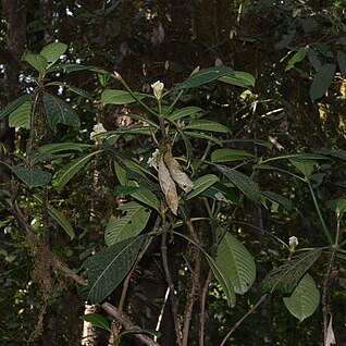 Psychotria truncata unspecified picture