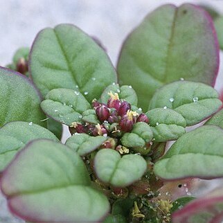 Amaranthus pumilus unspecified picture