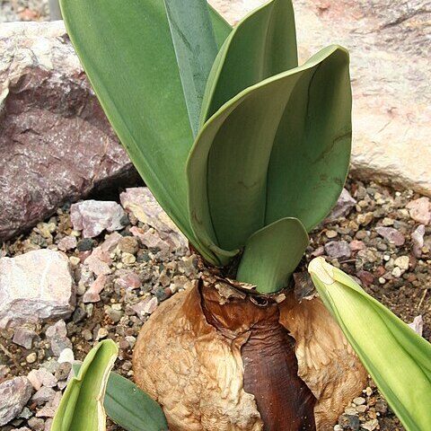 Rauhia multiflora unspecified picture