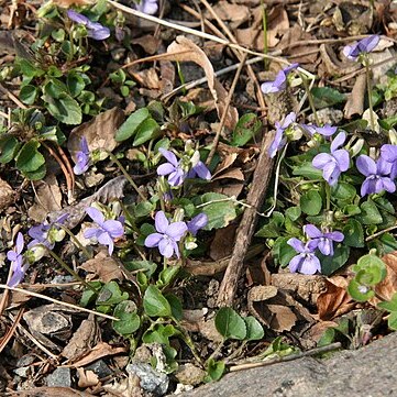 Viola missouriensis unspecified picture