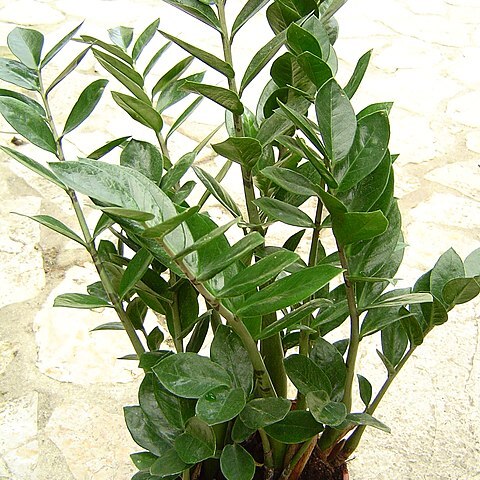 Zamioculcas zamiifolia unspecified picture