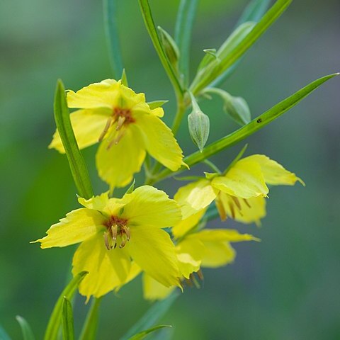 Lysimachia quadriflora unspecified picture