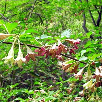 Weigela subsessilis unspecified picture