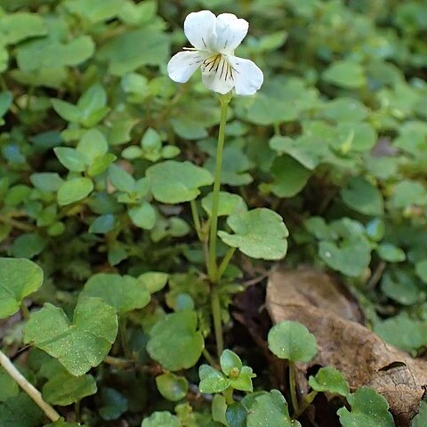 Viola filicaulis unspecified picture