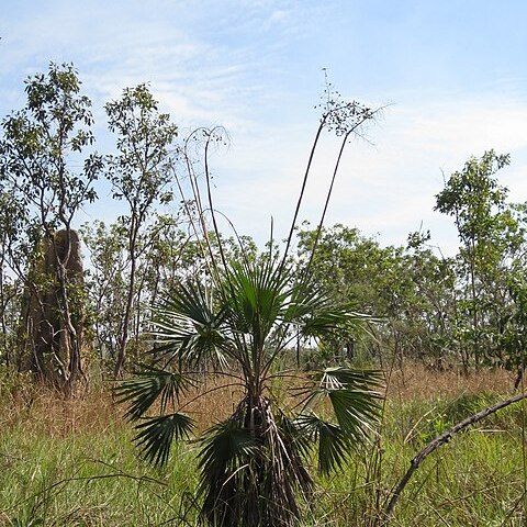 Livistona humilis unspecified picture