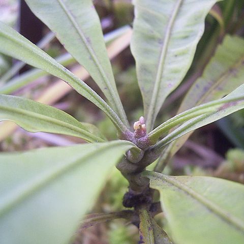 Triphyophyllum unspecified picture