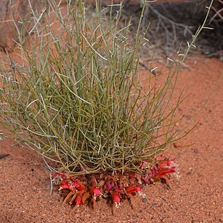 Leptosema chambersii unspecified picture