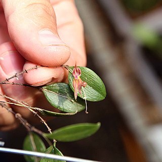 Lepanthes horrida unspecified picture