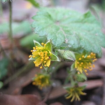 Waldsteinia lobata unspecified picture