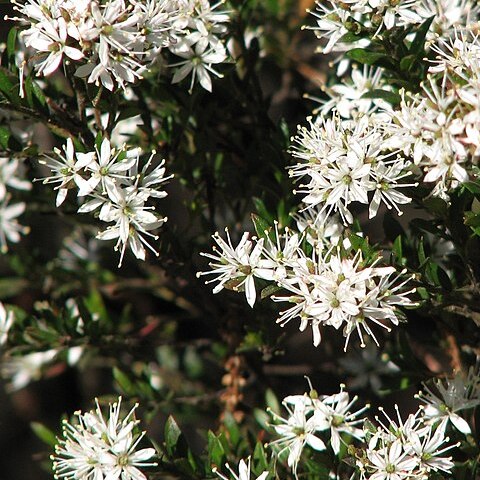 Leionema lamprophyllum unspecified picture