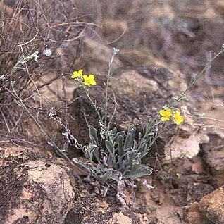 Physaria thamnophila (rollins & e.a.shaw) o'kane unspecified picture