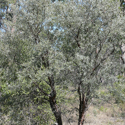 Leptospermum lamellatum unspecified picture