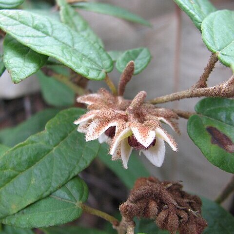 Lasiopetalum macrophyllum unspecified picture