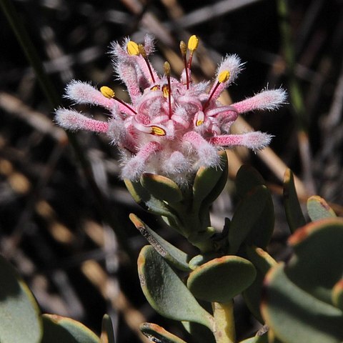 Vexatorella amoena unspecified picture