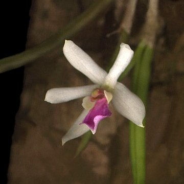 Leptotes bohnkiana unspecified picture