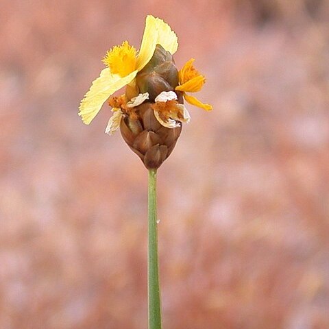 Xyris pauciflora unspecified picture