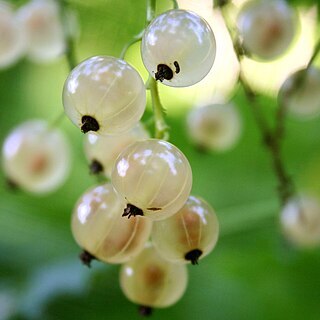 Ribes sativum unspecified picture