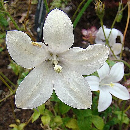 Wahlenbergia rivularis unspecified picture